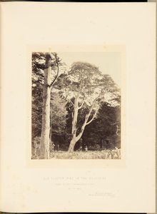Gammal klustertall i Belvidere av James Sinclair, 14th Earl of Caithness