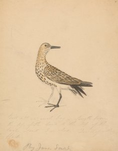 En fågel av James Sowerby