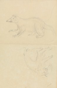 Ett däggdjur (coatimundi?) och en primat (marmoset?). AN Coatimundi och en lejonhövdad silkesapa av James Sowerby