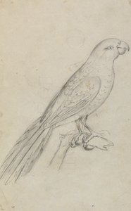 En papegoja av James Sowerby