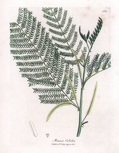 Acacia a cachou eller cachoutier - Catechu, Acacia catechu. Handfärgad kopparstick från en botanisk illustration av James Sowerby från William Woodville och Sir William Jackson Hookers "" Medical Botany", John Bohn, London av James Sowerby