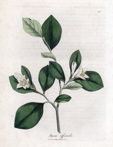 Aliboufier - Storax, Styrax officinalis. Handfärgad kopparstick från en botanisk illustration av James Sowerby från William Woodville och Sir William Jackson Hookers "" Medical Botany", John Bohn, London av James Sowerby