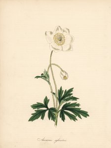 ドリル ビットのアネモネ - スノードロップ アネモネ、アネモネ sylvestris。 William Curtis の「Botanical Magazine」にある James Sowerby のイラストから引用。C. Chabot による手彩色のジンコグラフ。 av James Sowerby