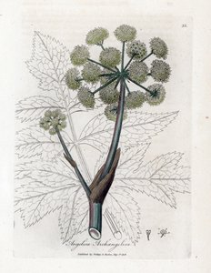 Angelique true eller officinal eller archangelique - Trädgårdsängel, Angelica archangelica. Handfärgad kopparstick från en botanisk illustration av James Sowerby från William Woodville och Sir William Jackson Hookers "" Medical Botany,"" John Bohn, av James Sowerby