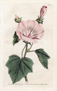 Årlig lila eller kvartalsvis lavater - Litografi av James Sowerby (1757-1822), från William Curtis