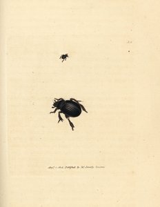 Aphodius arenarius skalbagge (Scarabaeus ovalis). Handkolorerad kopparstick av James Sowerby från The British Miscellany, eller färgade figurer av nya, sällsynta eller föga kända djurämnen. av James Sowerby