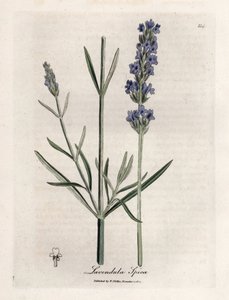 Apic lavendel. Handfärgad kopparstick från en teckning av James Sowerby (1757-1822), i Botanique Medicinale
