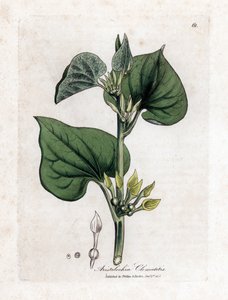 Aristoloche clematite - Klättrande födelseört, Aristolochia clematitis. Handfärgad kopparstick från en botanisk illustration av James Sowerby från William Woodville och Sir William Jackson Hookers "" Medical Botany", John Bohn, London av James Sowerby