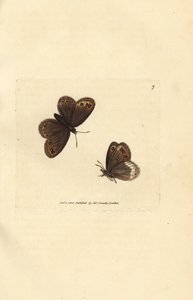 Arran brun, Erebia ligea (Papilio ligea). Handkolorerad kopparstick av James Sowerby från The British Miscellany, eller färgade figurer av nya, sällsynta eller föga kända djurämnen. av James Sowerby