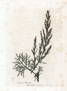 Aurone eller citrongräs eller sagebrush citrongräs - Southernwood, Artemisia abrotanum. Handfärgad kopparstick från en botanisk illustration av James Sowerby från William Woodville och Sir William Jackson Hookers "" Medical Botany,"" John Bohn, London av James Sowerby