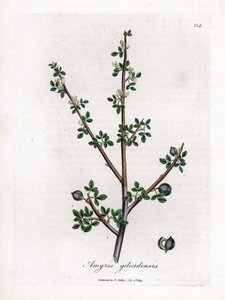Balsam från Mecka eller Balsam från Galaad - Balsam från Mecka, Commiphora gileadensis. Handfärgad kopparstick från en botanisk illustration av James Sowerby från William Woodville och Sir William Jackson Hookers "" Medical Botany", John Bohn, London