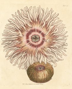 Beadlet anemone, Actinia equina. Handkolorerad kopparstick av James Sowerby från The British Miscellany, eller färgade figurer av nya, sällsynta eller föga kända djurämnen. av James Sowerby