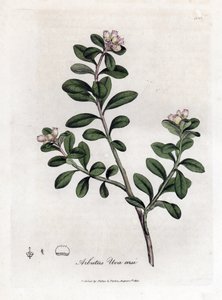 Björndruva eller björnbär - Släpande arbutus eller björnbär, Arctostaphylos uva-ursi. Handfärgad kopparstick från en botanisk illustration av James Sowerby från William Woodville och Sir William Jackson Hookers "" Medical Botany,"" John Bohn, London av James Sowerby