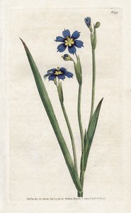 Bermudian med smala blad - Litografi av James Sowerby (1757-1822), från Botanical Magazine av William Curtis (1746-1799) av James Sowerby