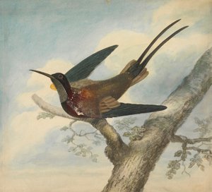 Bird of Paradise and Verso: Sketch of a Flower av James Sowerby