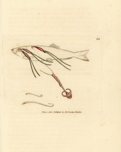 Blodätande copepod-parasit på en sprayöga, Lernaeenicus sprattae (Lernaea sprattae). Och en annan konstig mask hittad på ett ostronskal. Handkolorerad kopparstick av James Sowerby från The British Miscellany, eller färgade figurer av nya, sällsynta, av James Sowerby
