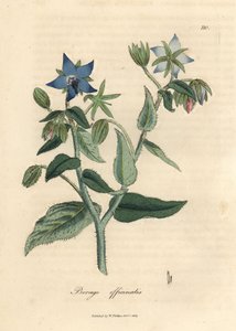 Blåblommigt gurkört, Borago officinalis av James Sowerby