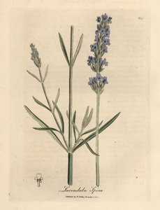 Blåblommig lavendel, Lavandula spica