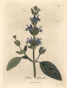 Blåblommig salvia, Salvia officinalis av James Sowerby
