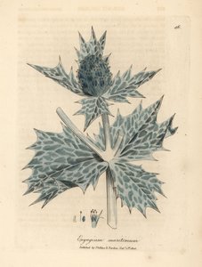 Blåblommigt havsjärnek eller eryngo, Eryngium maritinum av James Sowerby