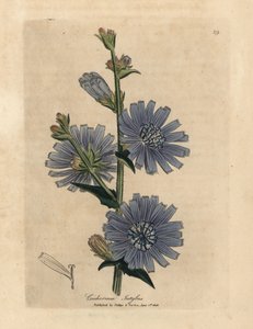Blåblommig vild sackarie eller cikoria, Cichorium intybus