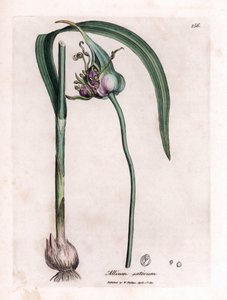 Botanisk tavla: Odlar vitlök (Allium sativum) som visar lök, löv och lila blommor. Handkolorerad koppargravyr från en illustration av James Sowerby. Utdrag ur boken av William Woodville och Sir William Jackson Hooker "" Botanique medic