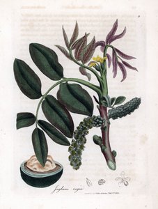 Botanisk tavla: löv, växter och valnötsfrukt Blad, gul blomma och nöt från det vanliga valnötsträdet, Juglans regia. Handfärgad kopparstick från en botanisk illustration av James Sowerby från William Woodville och Sir William Jackson Hooker