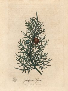 Gren och bär av cederträet, Juniperus lycia