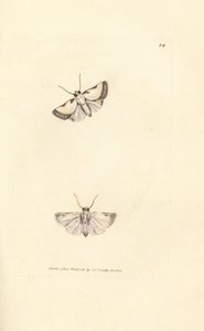 Brixton Beauty, Acontia nitidula (Phalaena catena). Handkolorerad kopparstick av James Sowerby från The British Miscellany, eller färgade figurer av nya, sällsynta eller föga kända djurämnen. av James Sowerby