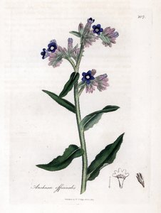 Bugloss officinale - Bugloss, Anchusa officinalis. Handfärgad kopparstick från en botanisk illustration av James Sowerby från William Woodville och Sir William Jackson Hookers "" Medical Botany", John Bohn, London av James Sowerby
