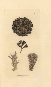 Bugulina avicularia (Flustra avicularis). Handkolorerad kopparstick av James Sowerby från The British Miscellany, eller färgade figurer av nya, sällsynta eller föga kända djurämnen. av James Sowerby