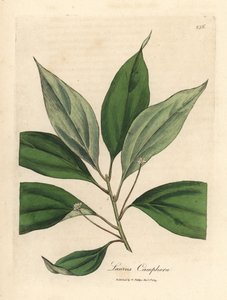 Kamferträd, Laurus camphora av James Sowerby