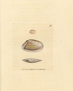 Candystick tellina skal, Tellina similis. Handkolorerad kopparstick av James Sowerby från The British Miscellany, eller färgade figurer av nya, sällsynta eller föga kända djurämnen. av James Sowerby