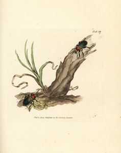 Carabus nitens skalbagge. Handkolorerad kopparstick av James Sowerby från The British Miscellany, eller färgade figurer av nya, sällsynta eller föga kända djurämnen. av James Sowerby