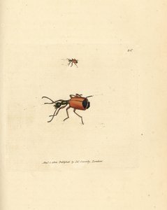 Carabus rotundicollis skalbagge. Handkolorerad kopparstick av James Sowerby från The British Miscellany, eller färgade figurer av nya, sällsynta eller föga kända djurämnen. av James Sowerby