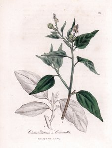 Cascarille officinale eller mjukt eller faux quinquina trä - Cascarilla, Croton (Clutia) eluteria. Handfärgad kopparstick från en botanisk illustration av James Sowerby från William Woodville och Sir William Jackson Hookers "" Medical Botany,"" John av James Sowerby