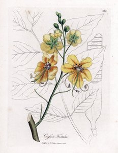 Cassia, falsk sene, falsk johannesbrödträd, golden shower eller canefier - Golden shower tree, Cassia fistel. Handfärgad kopparstick från en botanisk illustration av James Sowerby från William Woodville och Sir William Jackson Hookers "" Medical Botany av James Sowerby