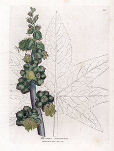 Castor - Ricinoljeanläggning, Ricinus communis. Handfärgad kopparstick från en botanisk illustration av James Sowerby från William Woodville och Sir William Jackson Hookers "" Medical Botany", John Bohn, London av James Sowerby