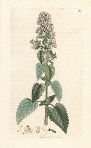 Kattmynta, Nepeta cataria (cataire) Handfärgad kopparstick efter en illustration av James Sowerby från James Smith