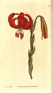 Kalcedonsk lilja - Kalcedonsk lilja, Lilium chalcedonicum. Handkolorerad kopparstick och botanisk illustration av James Sowerby från William Curtis