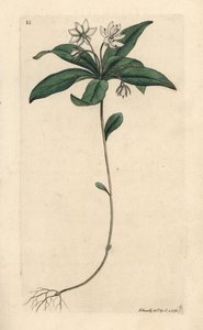 Fågelgröt vintergrön, Lysimachia europaea (Trientalis europaea) (Trientale d
