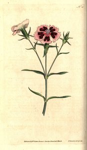 Kina nejlika - Kina rosa eller indisk rosa, Dianthus chinensis. Handkolorerad kopparstick och botanisk illustration av James Sowerby från William Curtis