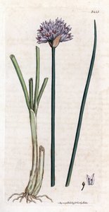 Gräslök (Allium schoenoprasum). Handfärgad kopparstick från en botanisk illustration av James Sowerby till James Smiths bok "English botanical"" (1790-1814). Den outtröttliga Sowerby (1757-1822) ritade mer än 2500 växter för Smith Mammoth “English Bot av James Sowerby
