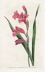Common Glaieul - Litografi av James Sowerby (1757-1822), från Botanical Magazine av William Curtis (1746-1799) av James Sowerby