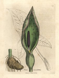 Vanlig arum, fläckig arum av James Sowerby