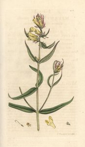 Vanligt kovete, Melampyrum pratense (Melampyre des pres, Wood hirs, Cochelet, Yellow savory) Handfärgad kopparstick efter en illustration av James Sowerby från James Smith