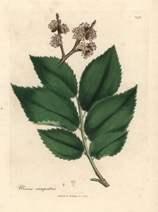 Vanligt almträd, Ulmus plainstris av James Sowerby