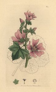 Malva, Malva sylvestris Handfärgad kopparstick efter en teckning av James Sowerby för James Smiths engelska botanik