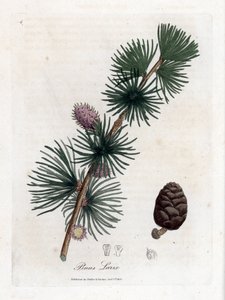 Vanlig eller europeisk meleze - europeiskt lärkträd, Larix decidua. Handfärgad kopparstick från en botanisk illustration av James Sowerby från William Woodville och Sir William Jackson Hookers "" Medical Botany,"" John Bohn, London av James Sowerby
