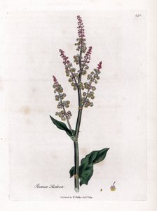 Vanlig oseillle eller stor syra - Trädgårdssyra, Rumex acetosa. Handfärgad kopparstick från en botanisk illustration av James Sowerby från William Woodville och Sir William Jackson Hookers "" Medical Botany", John Bohn, London av James Sowerby